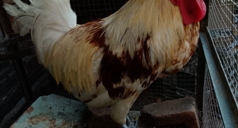 Desi hens 4 sale in sialkot