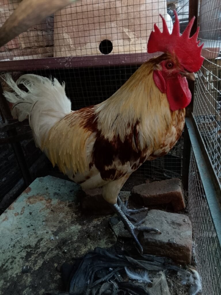Desi hens 4 sale in sialkot - photo 8