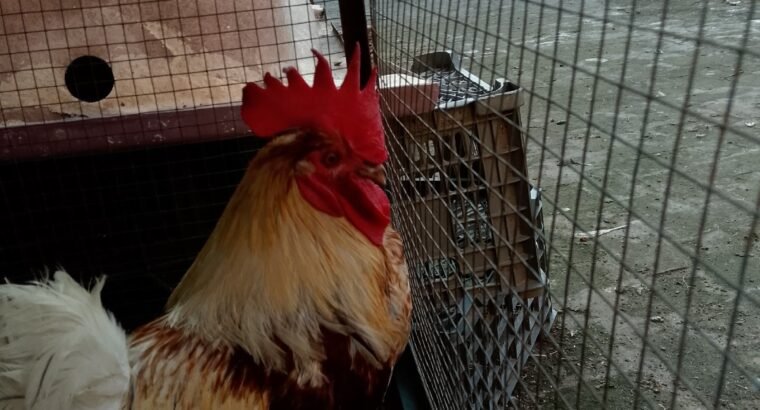 Desi hens 4 sale in sialkot