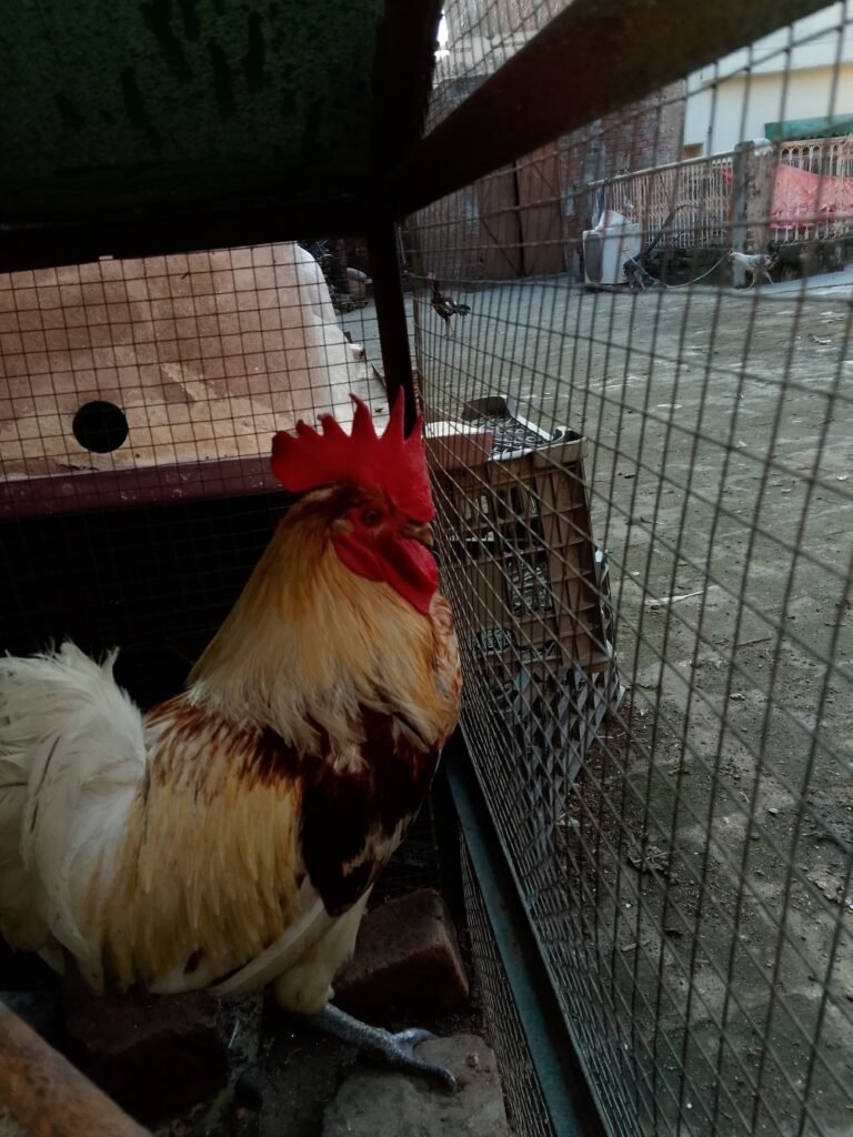 Desi hens 4 sale in sialkot - photo 7