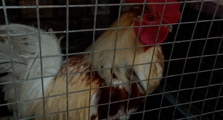 Desi hens 4 sale in sialkot