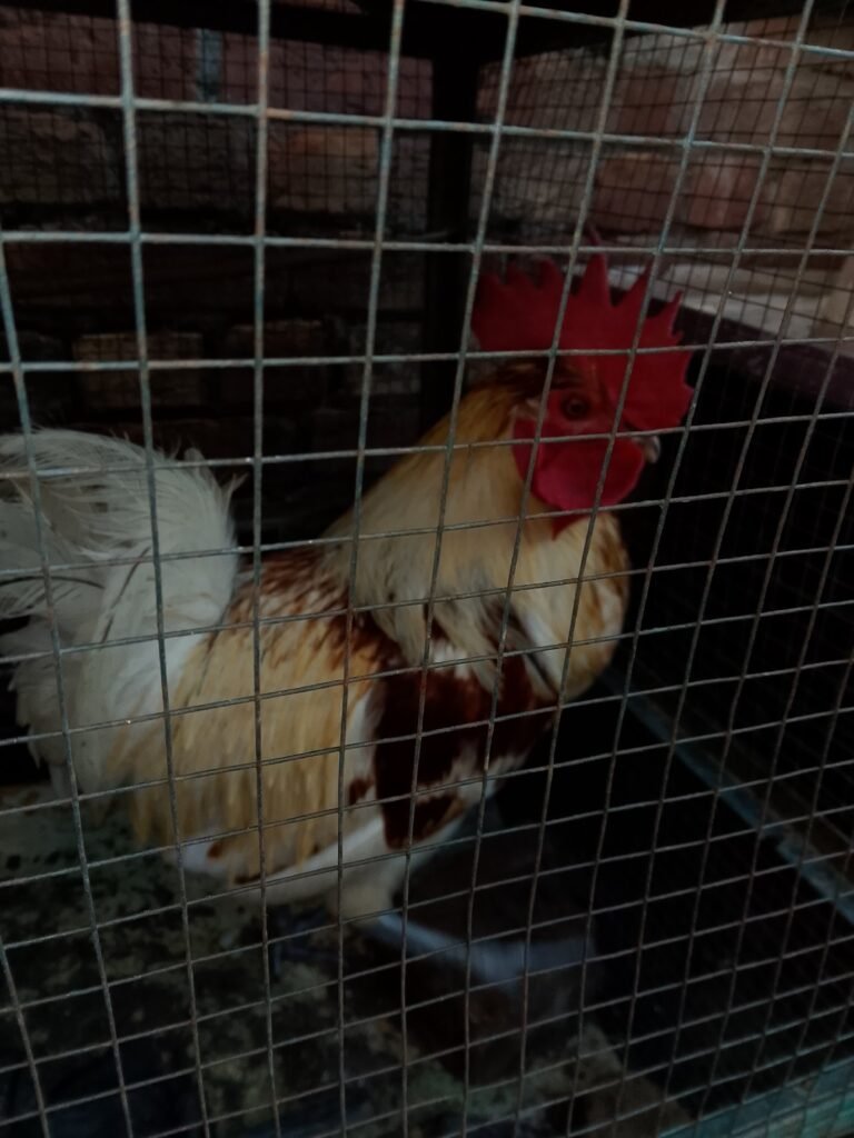 Desi hens 4 sale in sialkot - photo 6