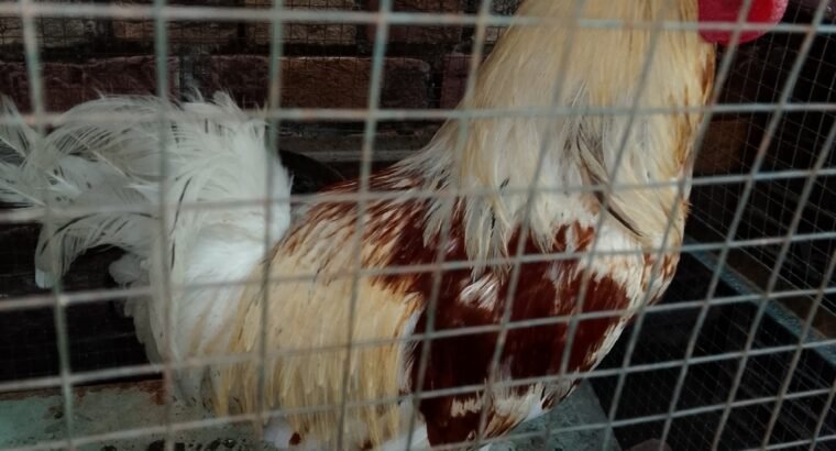 Desi hens 4 sale in sialkot