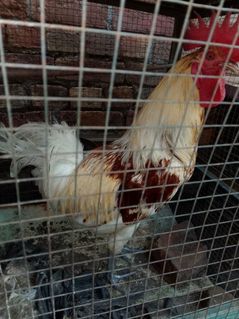 Desi hens 4 sale in sialkot - photo 5
