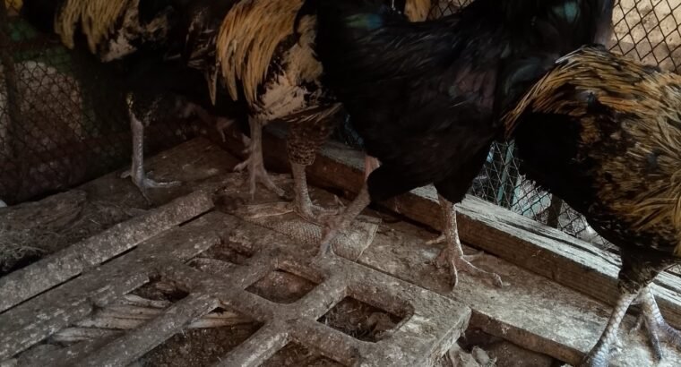 Desi hens 4 sale in sialkot