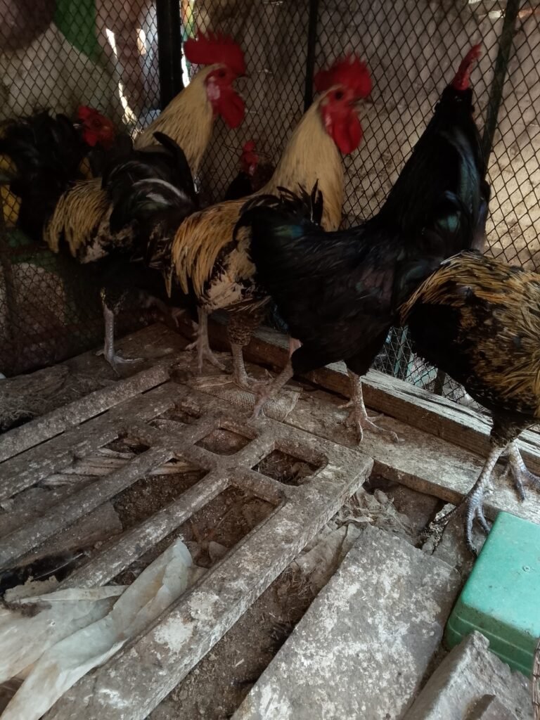 Desi hens 4 sale in sialkot - photo 4