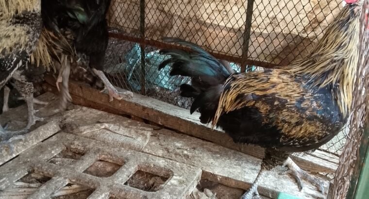 Desi hens 4 sale in sialkot