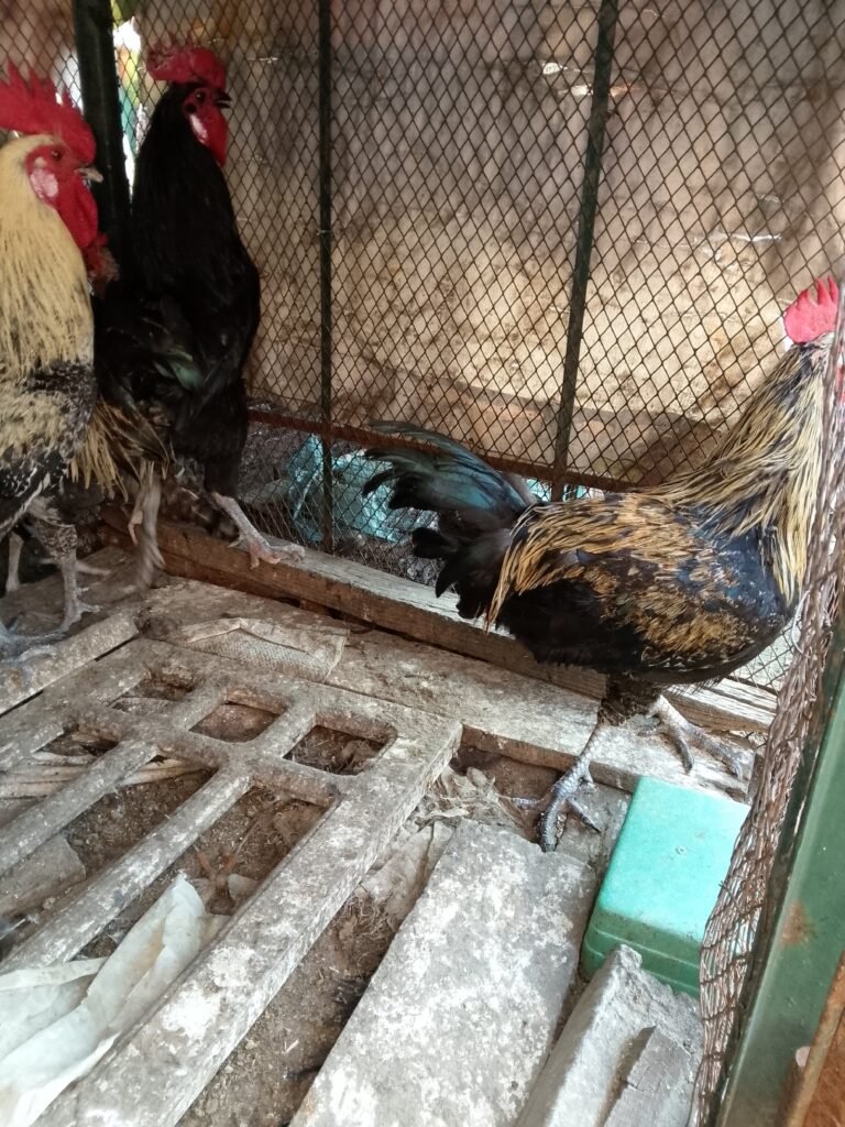 Desi hens 4 sale in sialkot - photo 3