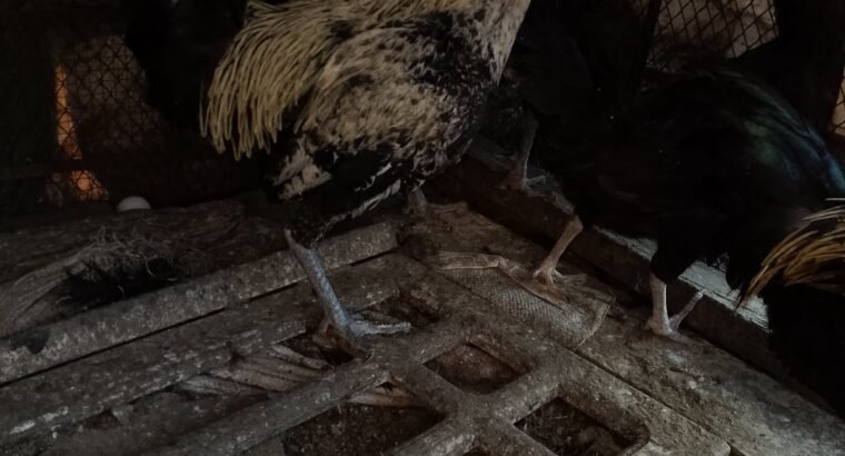 Desi hens 4 sale in sialkot