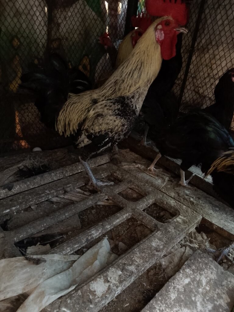 Desi hens 4 sale in sialkot - photo 2