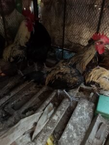Desi hens 4 sale in sialkot