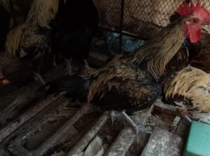 Desi hens 4 sale in sialkot