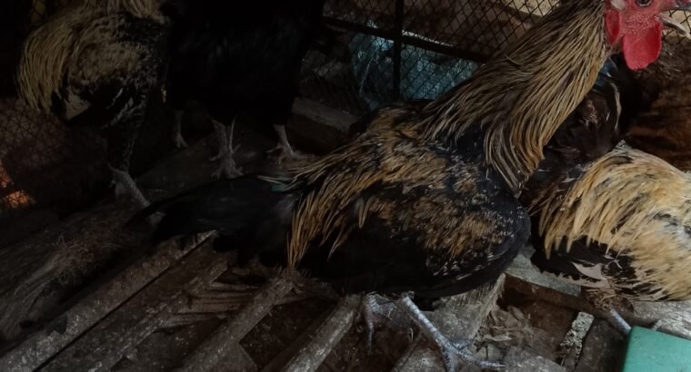 Desi hens 4 sale in sialkot
