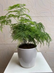 Beautiful Indoor Plants with Premium Ceramic Pots | Karachi