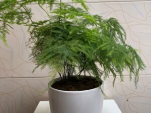 Beautiful Indoor Plants with Premium Ceramic Pots | Karachi