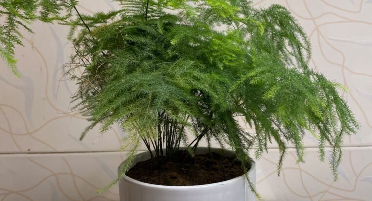 Beautiful Indoor Plants with Premium...