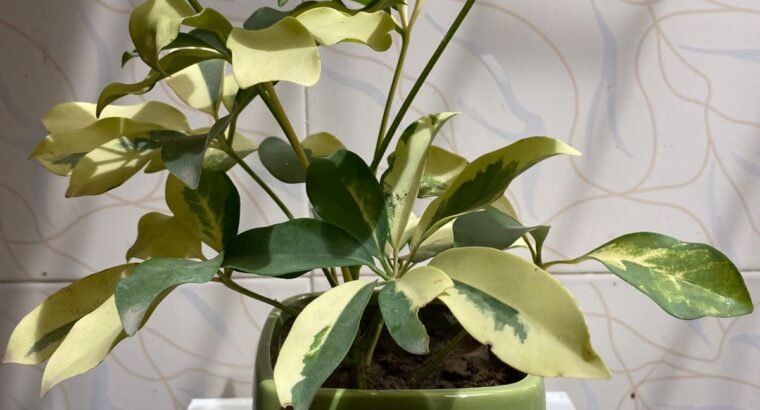 Beautiful Indoor Plants with Premium Ceramic Pots | Karachi