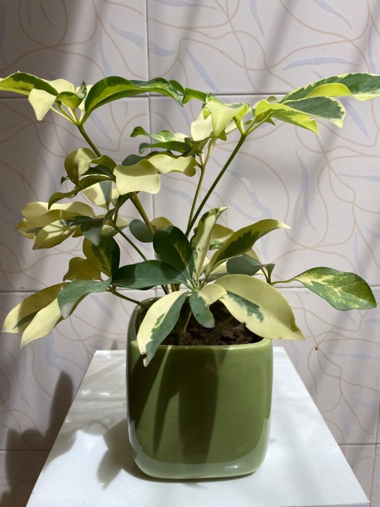 Beautiful Indoor Plants with Premium Ceramic Pots | Karachi - photo 2