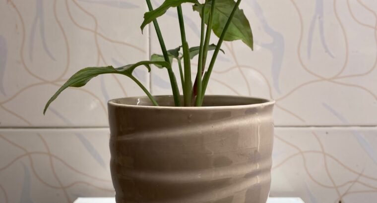 Beautiful Indoor Plants with Premium Ceramic Pots | Karachi