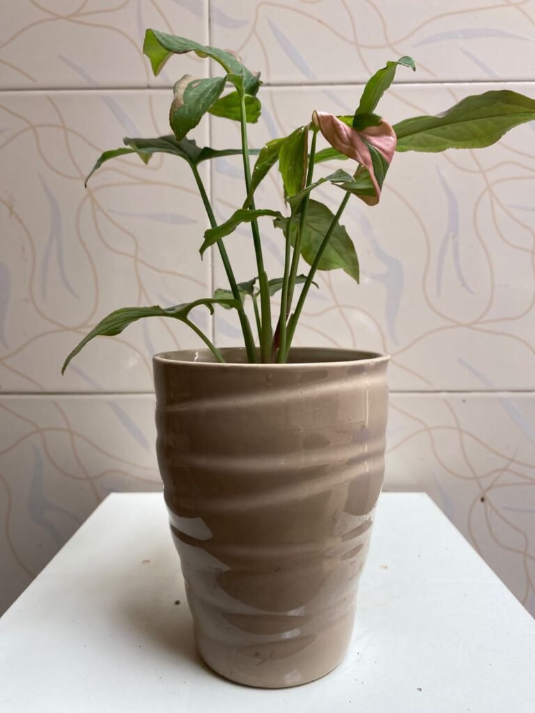 Beautiful Indoor Plants with Premium Ceramic Pots | Karachi - photo 3