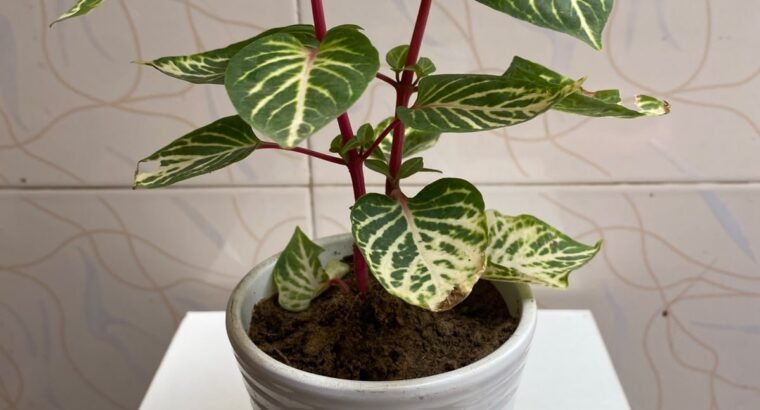Beautiful Indoor Plants with Premium Ceramic Pots | Karachi