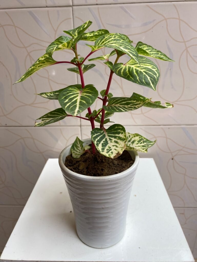 Beautiful Indoor Plants with Premium Ceramic Pots | Karachi - photo 4