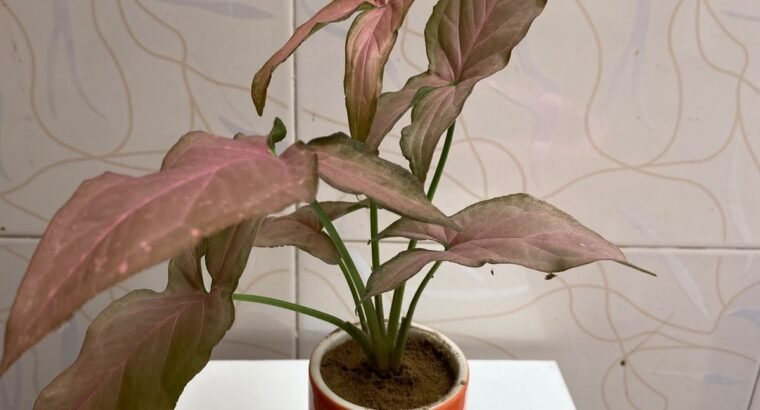 Beautiful Indoor Plants with Premium Ceramic Pots | Karachi