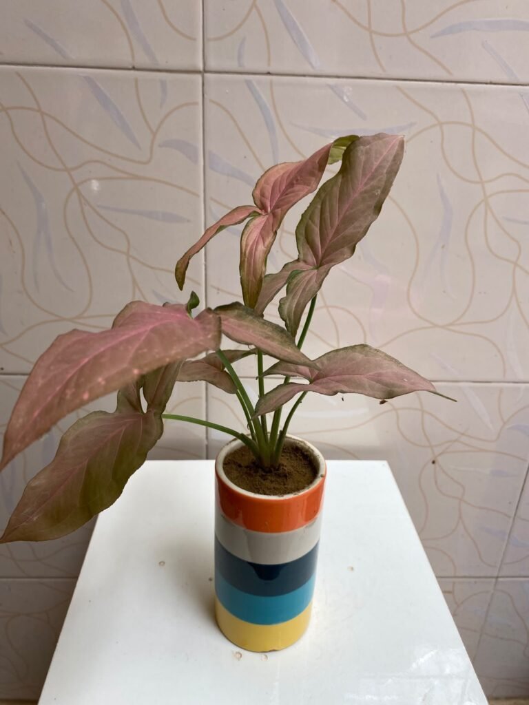 Beautiful Indoor Plants with Premium Ceramic Pots | Karachi - photo 5