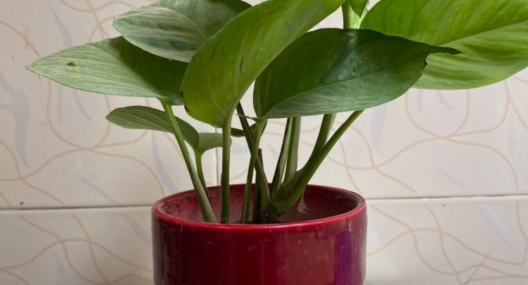 Beautiful Indoor Plants with Premium Ceramic Pots | Karachi