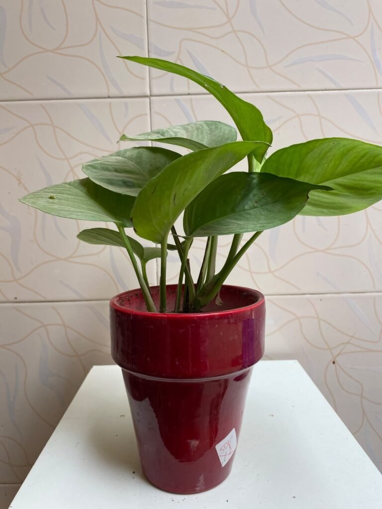Beautiful Indoor Plants with Premium Ceramic Pots | Karachi - photo 6