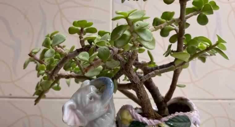 Beautiful Indoor Plants with Premium Ceramic Pots | Karachi