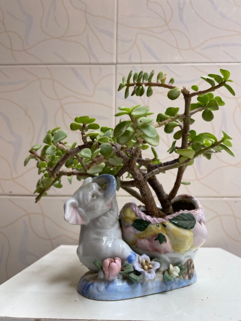 Beautiful Indoor Plants with Premium Ceramic Pots | Karachi - photo 7