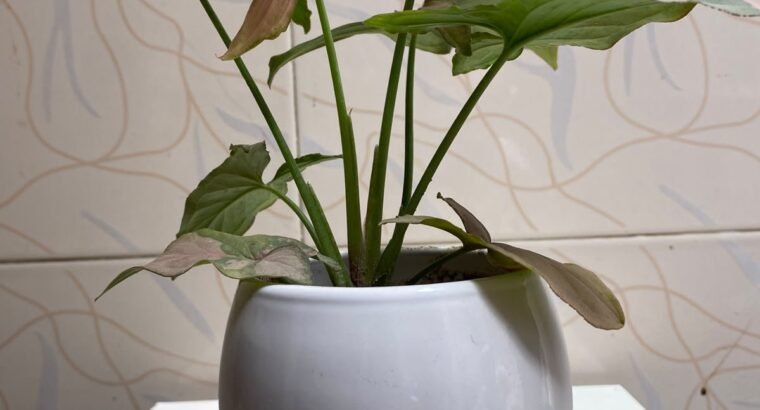 Beautiful Indoor Plants with Premium Ceramic Pots | Karachi
