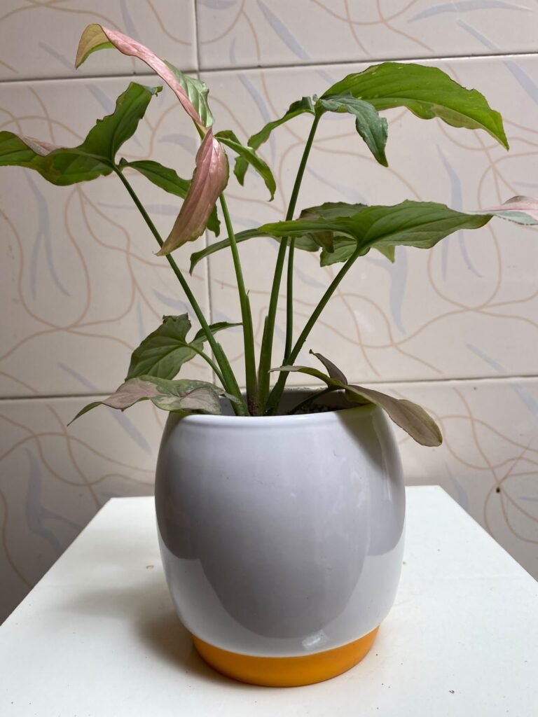 Beautiful Indoor Plants with Premium Ceramic Pots | Karachi - photo 8