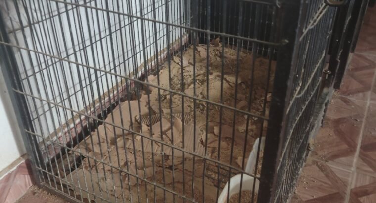 Cages Double n Heavy Metal rod for Birds n pets 36x30x16 n 36×24
