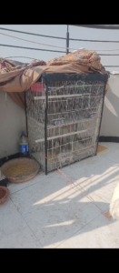 Cages Double n Heavy Metal rod for Birds n pets 36x30x16 n 36×24