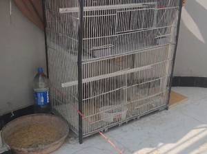 Cages Double n Heavy Metal rod for Birds n pets 36x30x16 n 36×24
