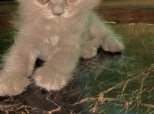 Extra Long Cot Percian kitten