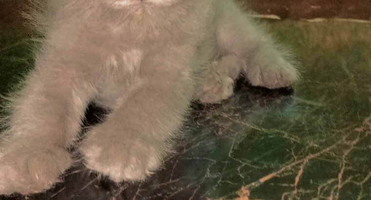 Extra Long Cot Percian kitten