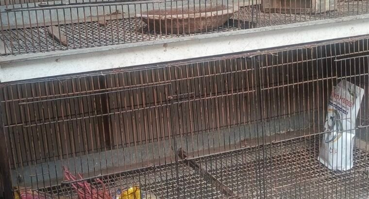 large iron Bird, rabbit cage for sale