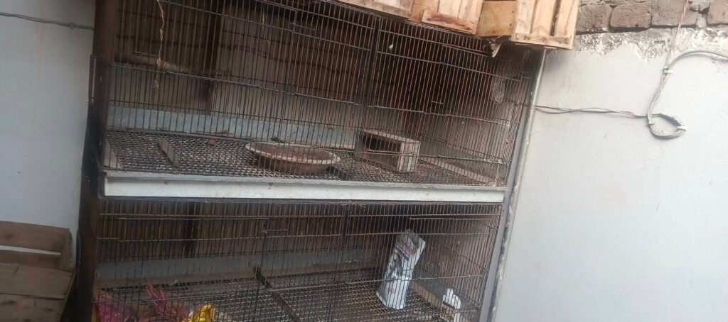 large iron Bird, rabbit cage for sale - photo 5