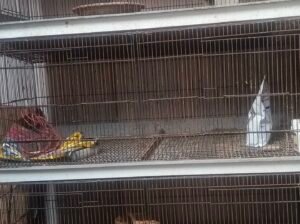 large iron Bird, rabbit cage for sale