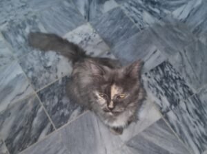 Cute persion cat black colour
