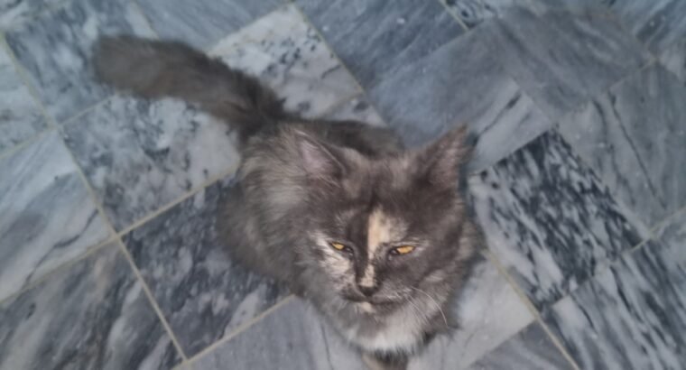 Cute persion cat black colour