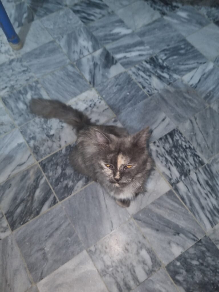 Cute persion cat black colour