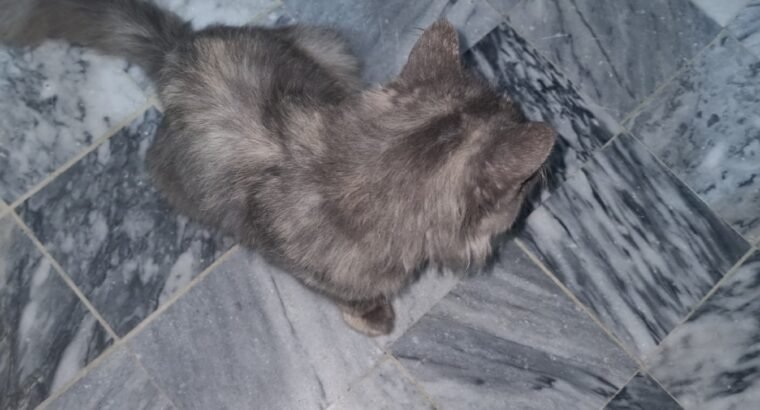 Cute persion cat black colour