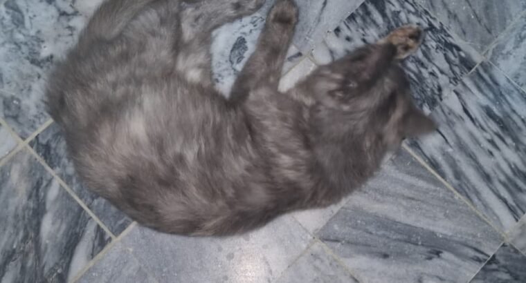 Cute persion cat black colour