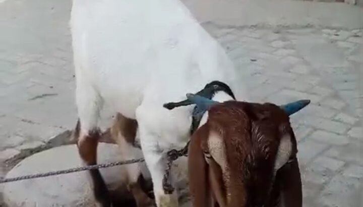 bakri for sale