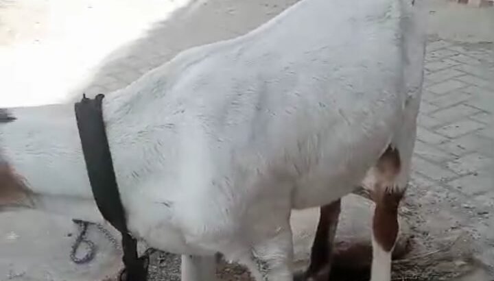 bakri for sale