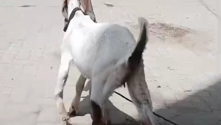 bakri for sale